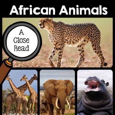 african-animals-close-read