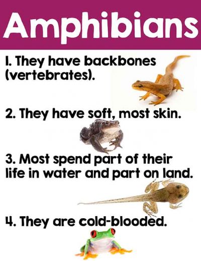 amphibians poster