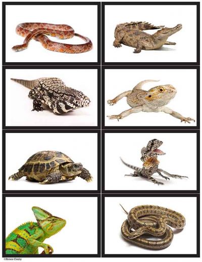 reptile cards