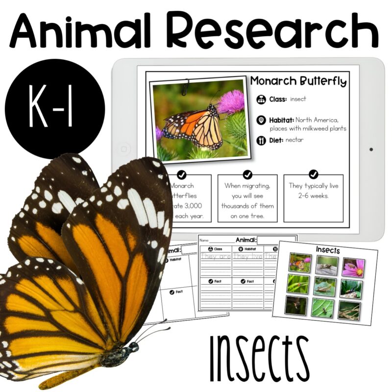 Research A Insect Insect Research Report - The Teacher Bag