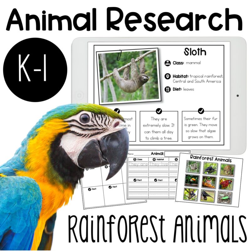 Rainforest Animal Research Report